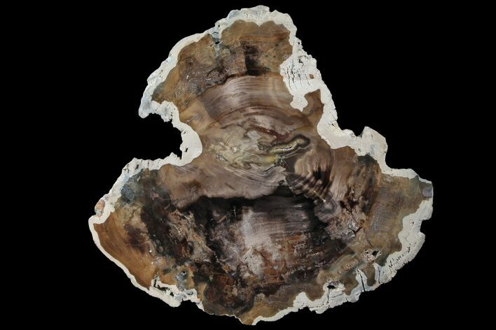 Petrified Wood (Cherry) Slab - McDermitt, Oregon #93826